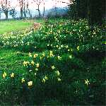 wild daffodils